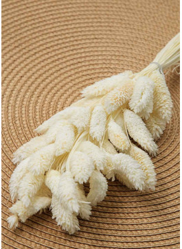 Фаляріс вибілений. 50шт. 