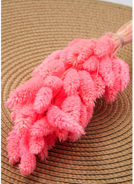 Фаляріс рожевий. 50шт. 