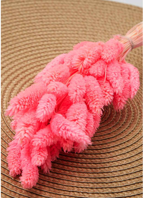 Фаляріс рожевий. 50шт. 