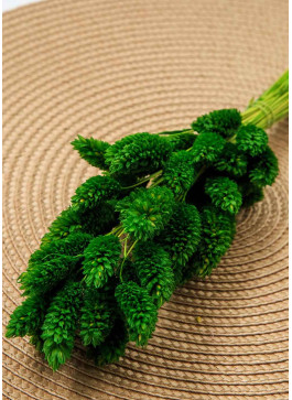 Фаляріс зелений. 50шт. 