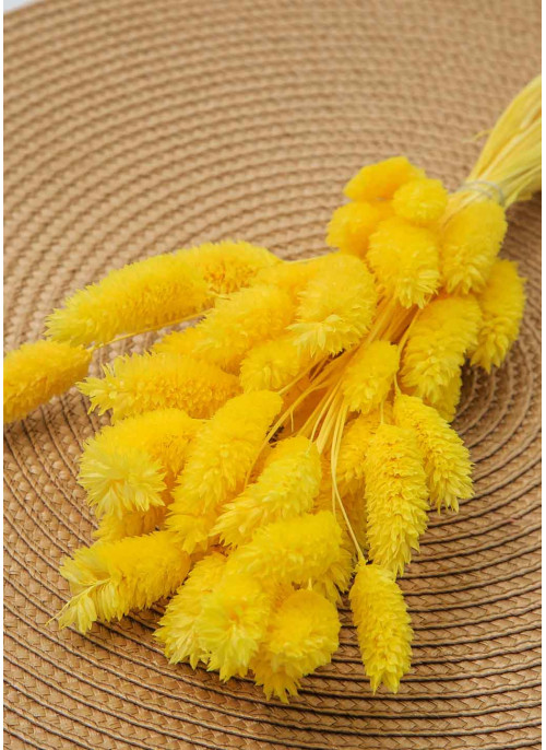 Фаляріс жовтий. 50шт. 