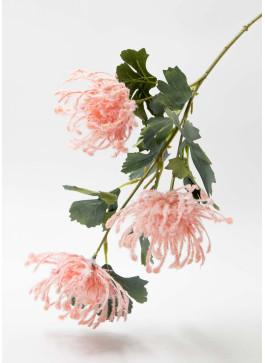 Хризантема ПАВУК, рожева, 65см, 1 шт.