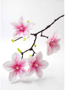 Магнолія латекс. Біла з рож.серединкою. 60см. 1шт.