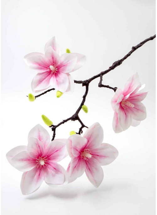 Магнолія латекс. Біла з рож.серединкою. 60см. 1шт.