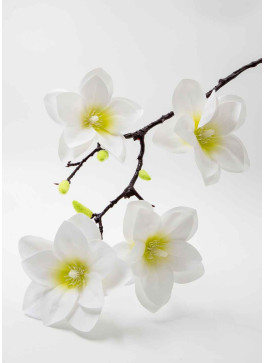 Магнолія латекс. Біла з жвт.серед.. 60см. 1шт.