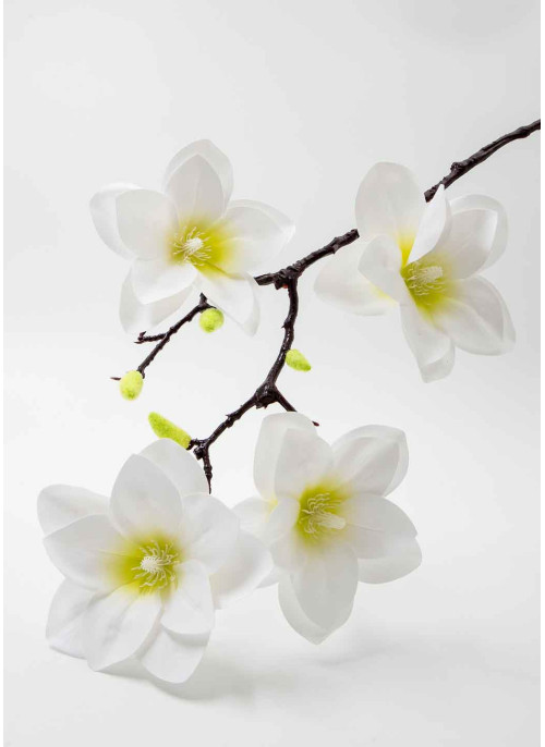 Магнолія латекс. Біла з жвт.серед.. 60см. 1шт.